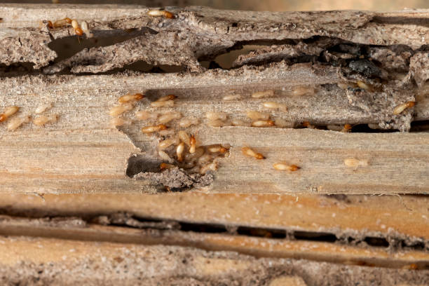 Best Affordable Pest Control Services  in Fulshear, TX