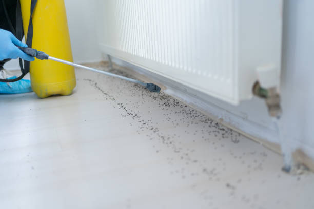 Insect Control in Fulshear, TX